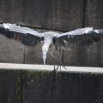 Ich denke, also bin ich