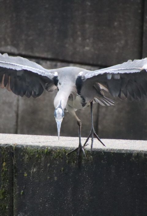 Durch den Rückspiegel
