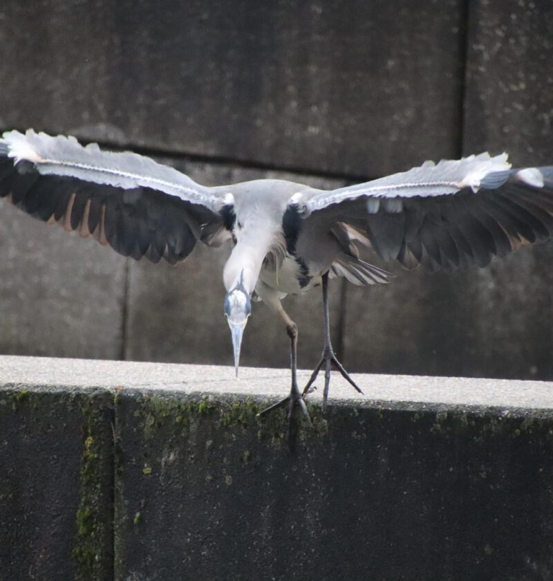 Durch den Rückspiegel