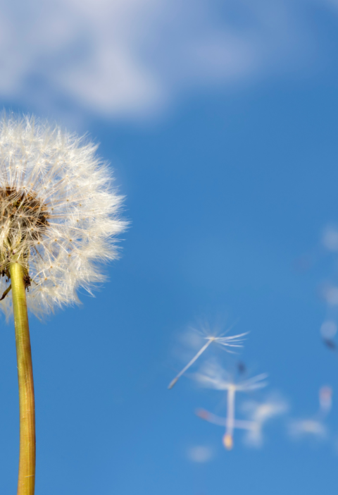 Gedicht Empfindlichkeit